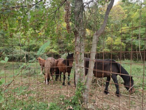 Cavalli dell’Aveto, Regione: “Possibile trasferimento in alta quota, nessuna azione lesiva del benessere animale”