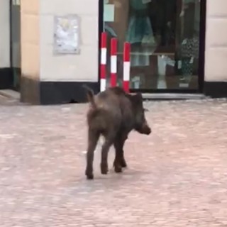 Coronavirus, Nervi: un cinghiale 'a passeggio' in pieno giorno (VIDEO)