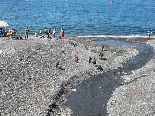 Genova meta turistica per tutti: famiglia di cinghiali in spiaggia insieme ai bagnanti