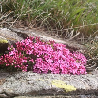 La primavera irrompe tra le fioriture del Beigua Geopark