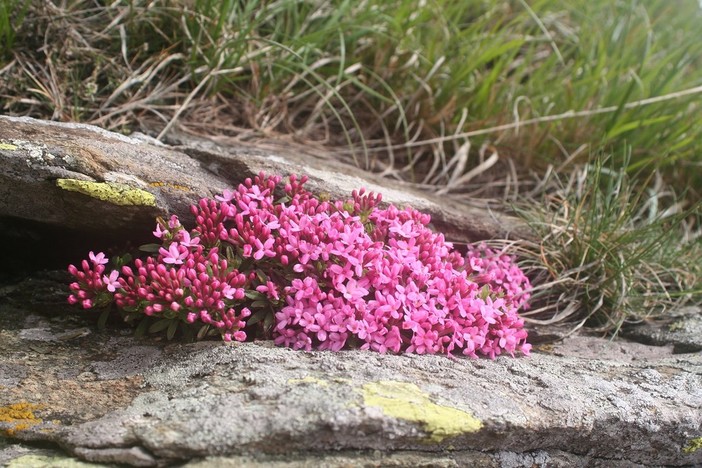 La primavera irrompe tra le fioriture del Beigua Geopark