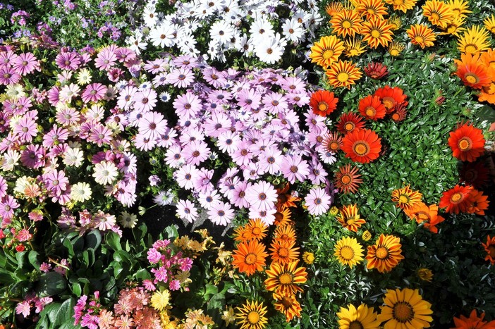 Floricoltura, il caldo record mitiga l'impatto dei rincari ma non la siccità