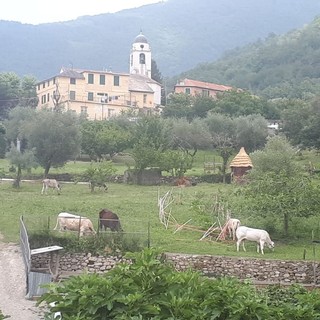 Emergenza cinghiali, il grido d'allarme dalla Fattoria Il Ciliegio