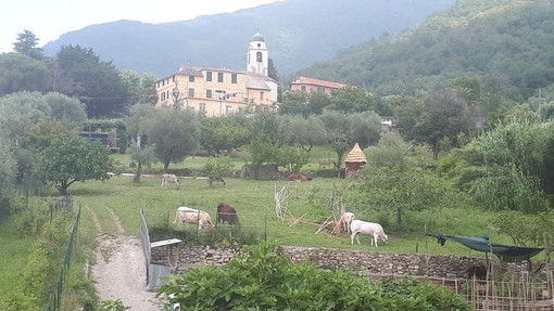 Emergenza cinghiali, il grido d'allarme dalla Fattoria Il Ciliegio