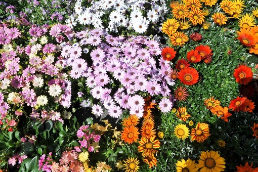 Floricoltura, il caldo record mitiga l'impatto dei rincari ma non la siccità