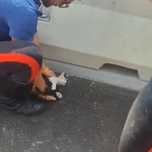 Il gattino recuperato dai Carabinieri sul lungomare Canepa