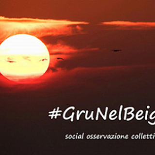 Birdwatching: al via il monitoraggio social di #GruNelBeigua