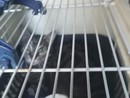 Gatto abbandonato in Vico dei Lavatoi, il recupero dei volontari della croce gialla