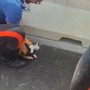 Il gattino recuperato dai Carabinieri sul lungomare Canepa