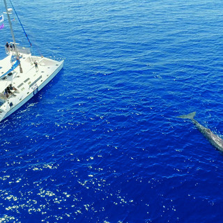 Regione Liguria e Fondazione Cima consegnano le bandiere per la certificazione di qualità del Whale Watching