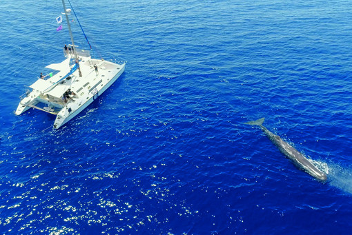 Regione Liguria e Fondazione Cima consegnano le bandiere per la certificazione di qualità del Whale Watching