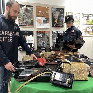 Vendeva borse di coccodrillo, pitone e varano: denunciato dai Carabinieri e merce sequestrata