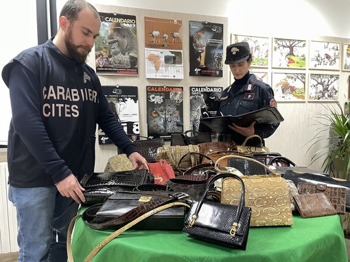 Vendeva borse di coccodrillo, pitone e varano: denunciato dai Carabinieri e merce sequestrata