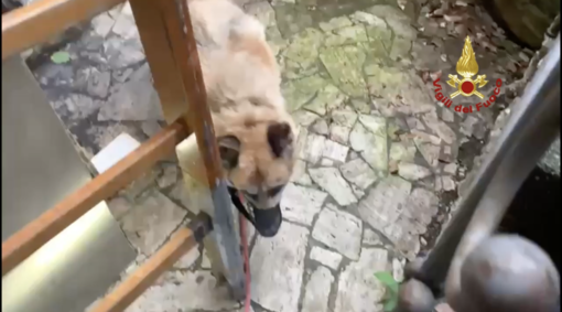 Cane incastrato in un canale, l'intervento dei vigili del fuoco in via Stallo (Video)