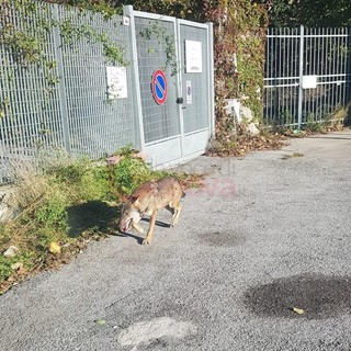 Lupi vicini alle abitazioni, parla l'esperto: &quot;È una specie che non attacca l'uomo&quot;