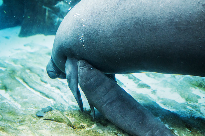 Fiocco rosa all'Acquario di Genova: è nata la cucciola di lamantino