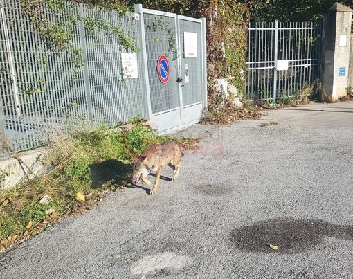 Il lupo avvistato in Val Varenna