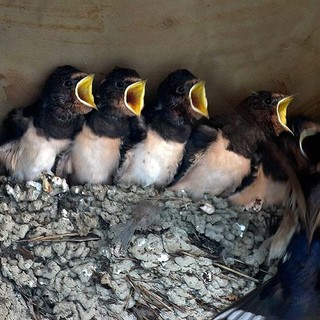 Salviamo i nidi: appello di Lipu e Liguria Birding affinché il rifacimento delle facciate non distrugga le case dei volatili (FOTO)