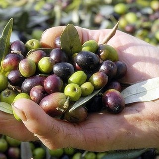 IGP olive taggiasche, Toti e Piana: &quot;L'ok del ministero suggella un traguardo storico che valorizza ulteriormente i prodotti del nostro territorio&quot;