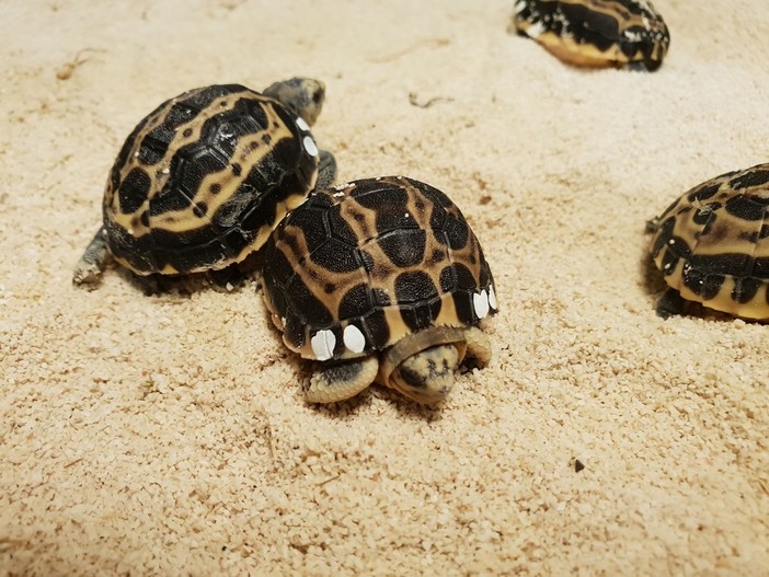 Acquario: sono nate le tartarughine Pyxis