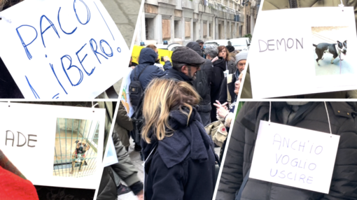 Canile, presidio a Tursi per chiedere l'uscita in passeggiata di tutti i cani ospiti (Video)