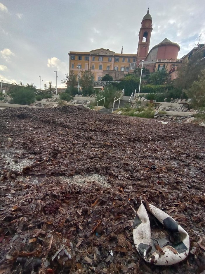 Posidonia a Nervi, il Comune risponde alle critiche: “Non parliamo di un’invasione di petrolio. Non è plastica e va rispettata”