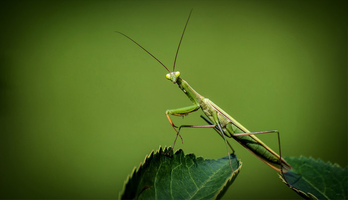 Piacenza: durante Petsfestival ci sarà un’intera area dedicata all’entomologia