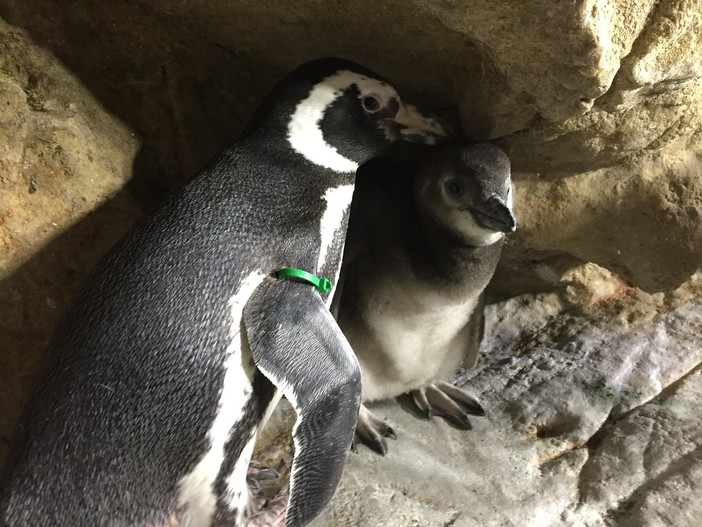 L'Acquario di Genova festeggia la nascita di tre nuovi piccoli di Pinguino Magellano (VIDEO e FOTO)