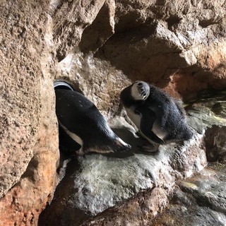 I due nuovi esemplari nati all'Acquario di Genova