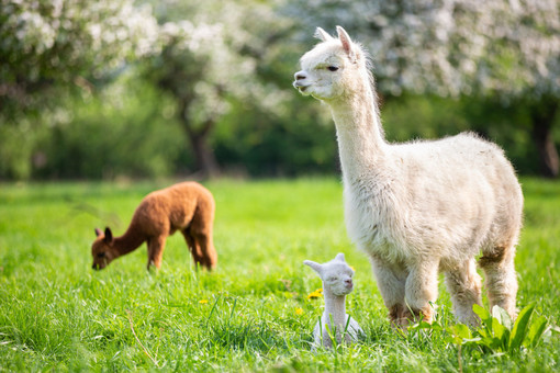 Dalle Ande a Cremona per la fiera allpets più grande d’Italia