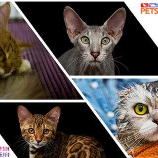 Partecipa al contest “Il misterioso mondo felino” con Petsfestival