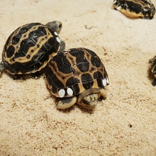 Acquario: sono nate le tartarughine Pyxis