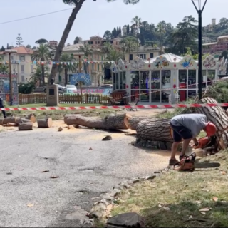 Rapallo, cade un albero in piazza 4 novembre