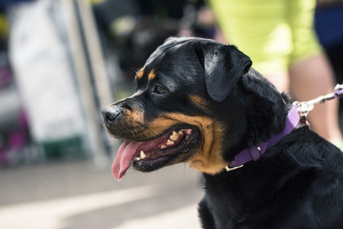 Rivarolo, due molossi aggrediscono un uomo e il suo cagnolino