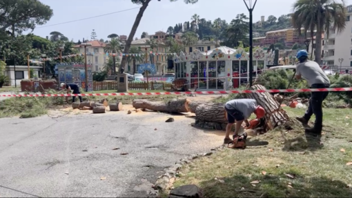 Rapallo, cade un albero in piazza 4 novembre