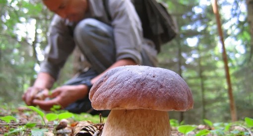 Autunno, tempo di funghi: ecco a cosa servono e come raccoglierli