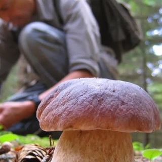 Autunno, tempo di funghi: ecco a cosa servono e come raccoglierli