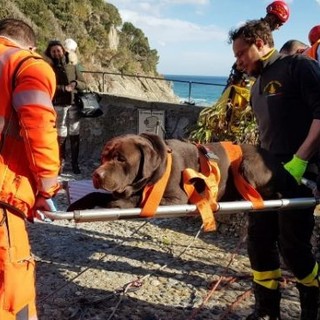 Portofino: cane precipita dalla scogliera e viene salvato dai pompieri