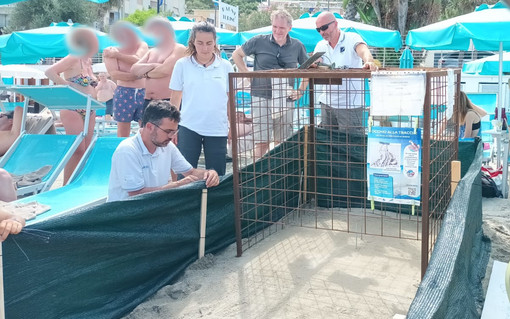 Monitoraggio dei nidi di Caretta caretta : le uova deposte a Laigueglia potrebbero schiudersi in settimana