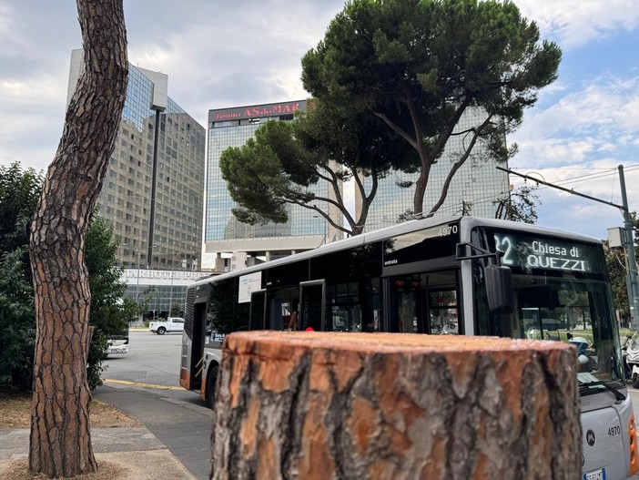 Verde pubblico, ‘Nuova Ecologia’ mette spalle al muro il Comune con le sue quattordici domande: “Il censimento degli alberi è un obbligo, regolamento disatteso”