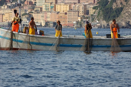 Mare più caldo, così sono cambiati i pesci nel bacino della Liguria