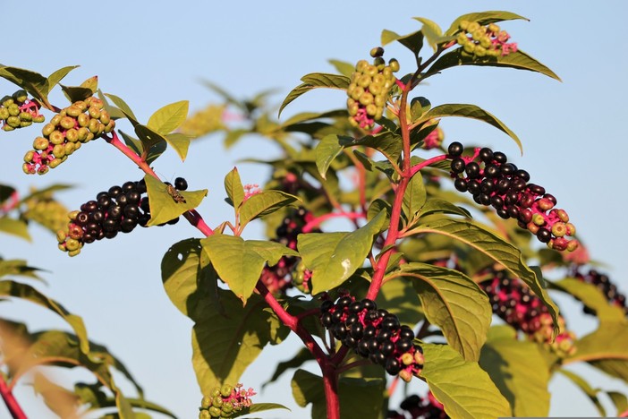 La Phytolacca americana (Foto di Goran Horvat da Pixabay)