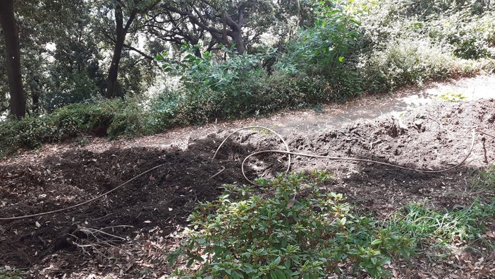 Voltri, allarme cinghiali a Villa Duchessa. L'amaro sfogo del gestore