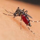 West Nile, isolato il primo caso a Genova. Ma la situazione è sotto controllo