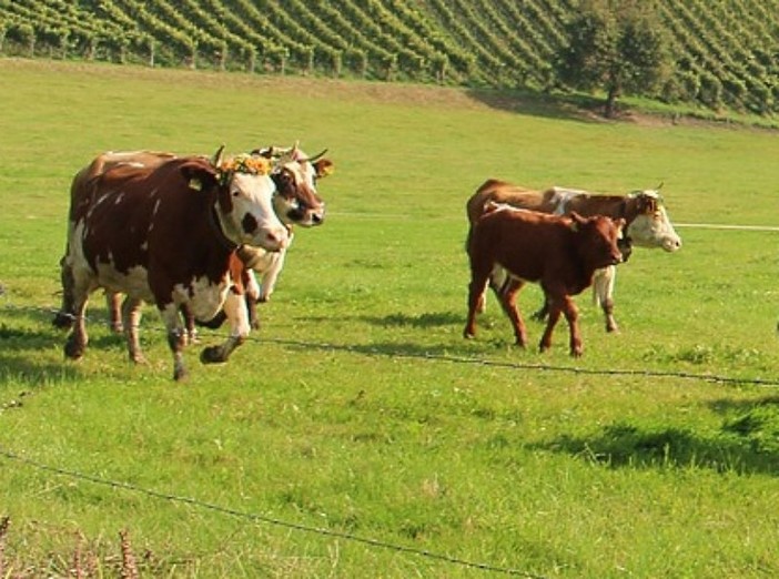 Tenuta agricola Marinella: petroliere Volpi presenta offerta d'acquisto