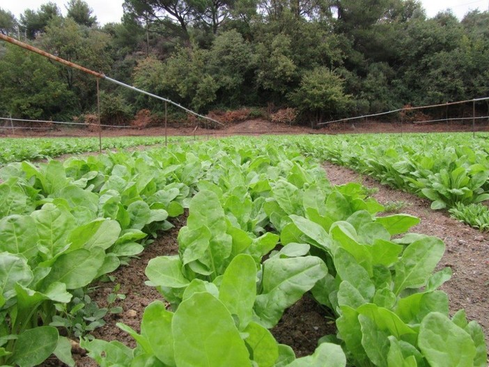 Il vicepresidente regionale Piana: &quot;Condivise col ministro Patuanelli le priorità del comparto agricolo ligure&quot;