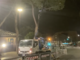 Viale Thaon di Revel dice addio ai suoi alberi: i primi tre pini abbattuti nella notte (Video)