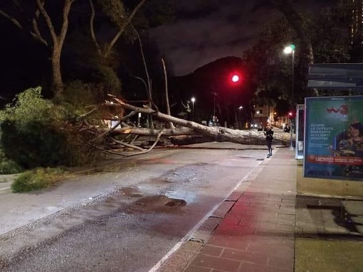 Viale Thaon di Revel perde i suoi pini secolari: l’abbattimento dopo Ferragosto