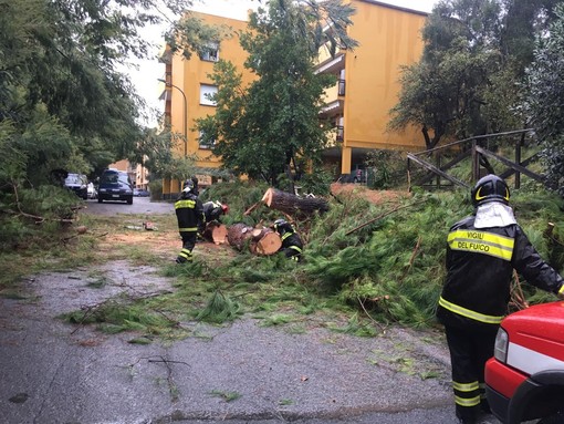 Celle, albero cade in via Primo Maggio: intervento dei vigili del fuoco