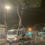 Viale Thaon di Revel dice addio ai suoi alberi: i primi tre pini abbattuti nella notte (Video)